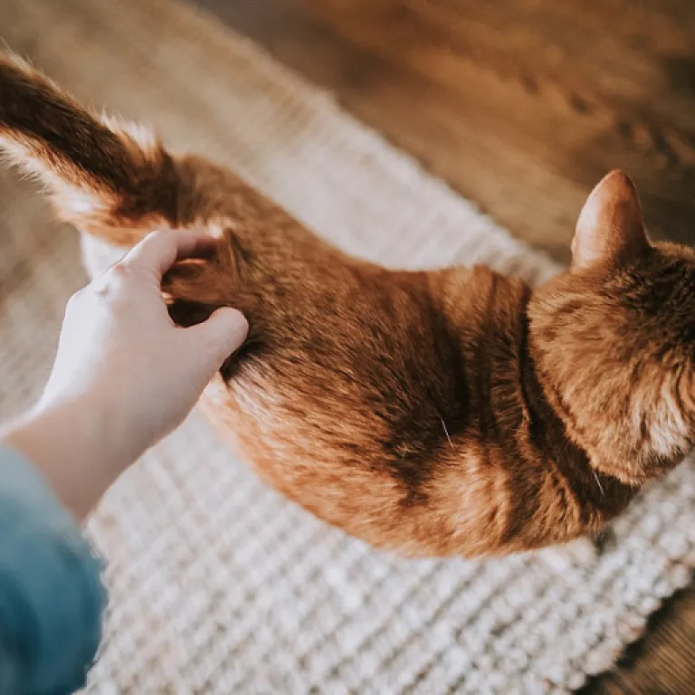 Refined pink tourmaline jewelry for cats and their devoted owners