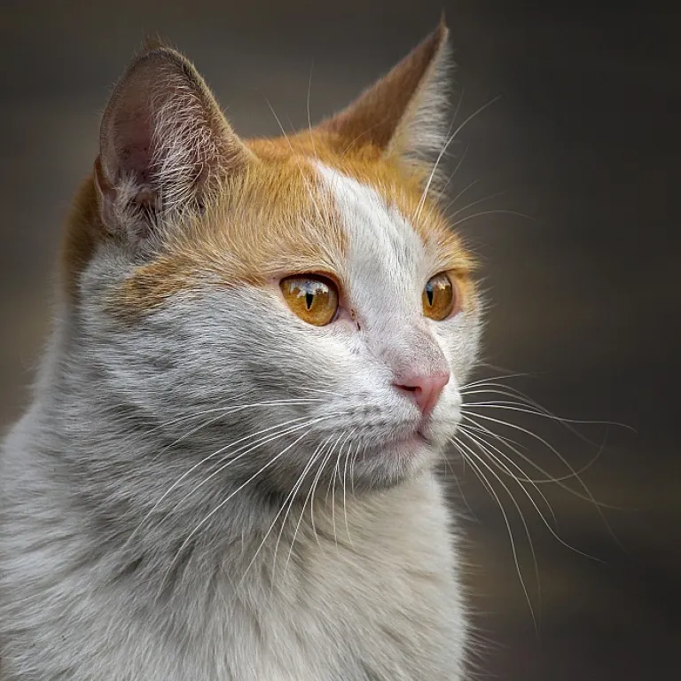 Refined azurite jewelry for cats and the owners who cherish them