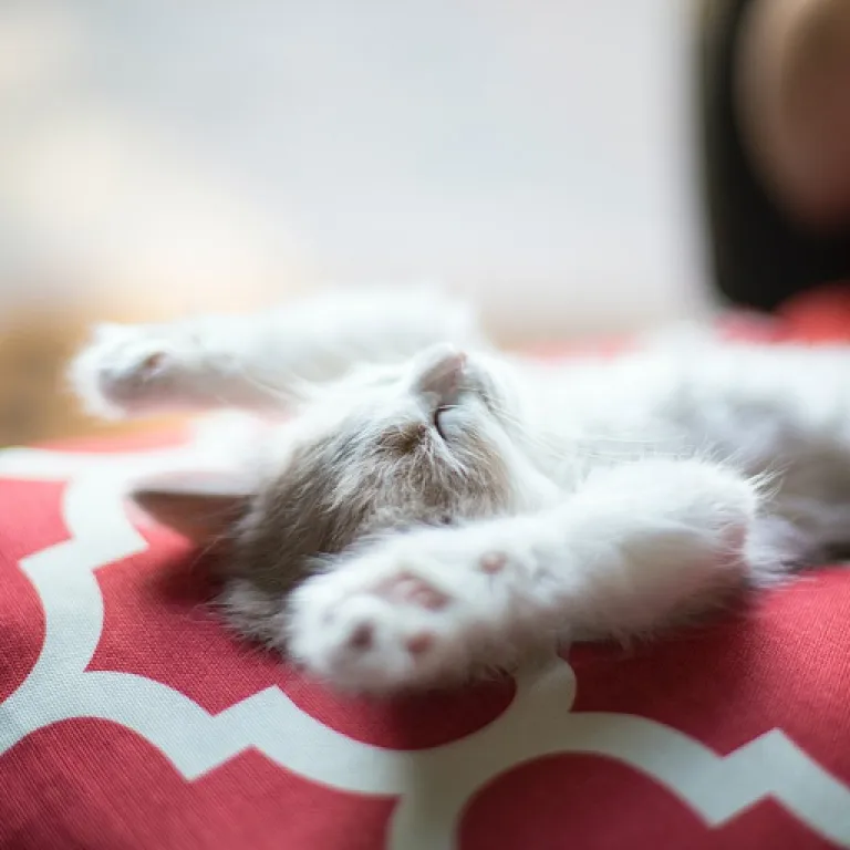 How a multi stone necklace elevates feline inspired elegance for cat owners
