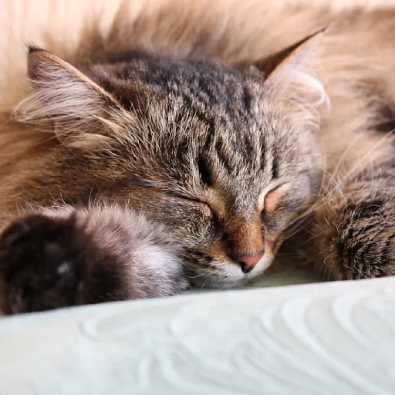 Blue tiger eye jewelry for cats and their devoted owners