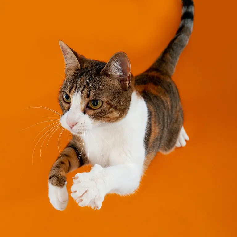 Refined jewellery tourmaline for cats and their devoted owners