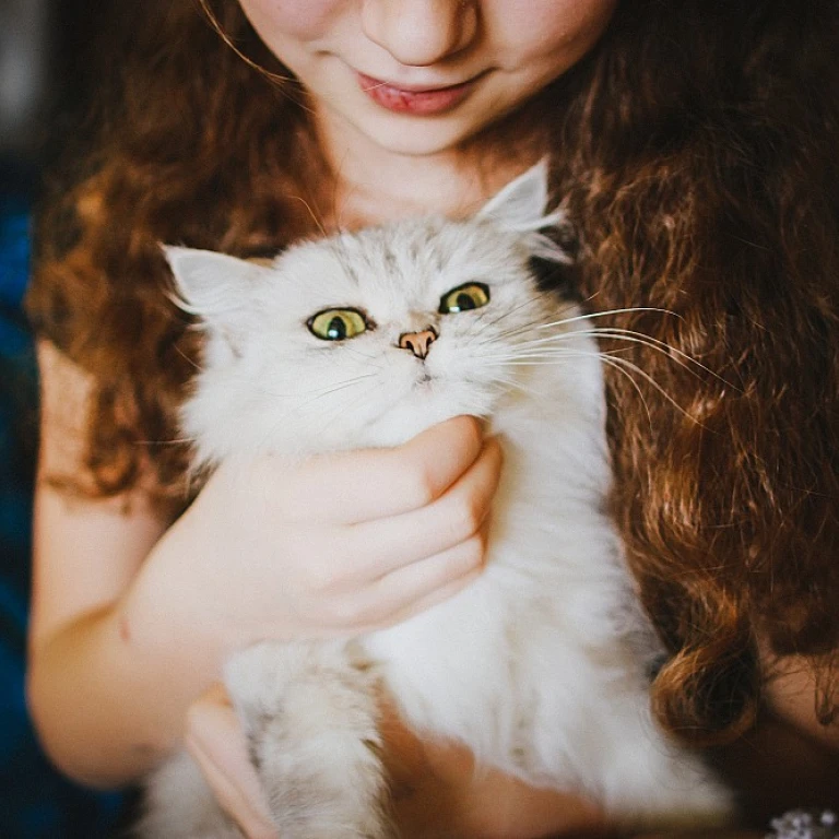 Tailored Brilliance: Is Custom Cat Jewelry the Diamond in the Rough for Discerning Pet Owners?