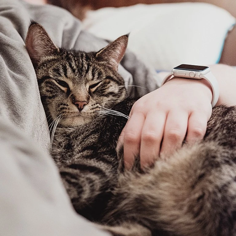 Decoding Feline Aesthetics: What Does Your Cat’s Birthstone Jewelry Say About Them?