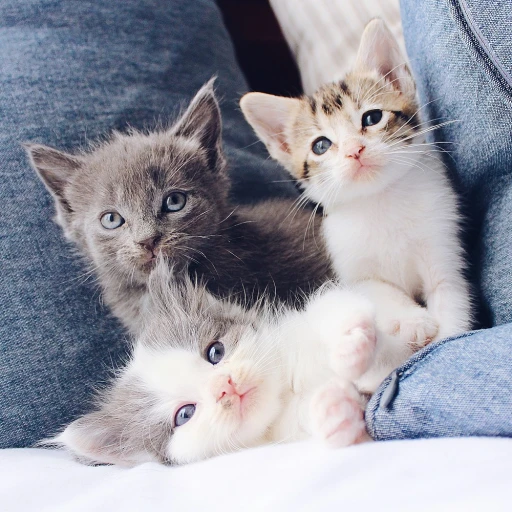 Exploring the Charm of Cross Bracelets for Cats