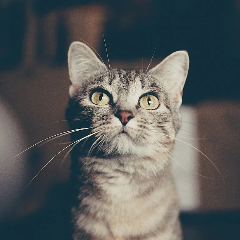 The Allure of Cat Ties: A Stylish Accessory for Your Feline Friend