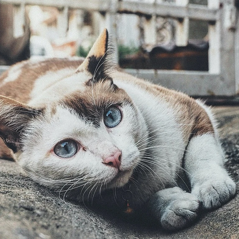 Exploring the Charm of Celestial-Inspired Jewelry for Cats