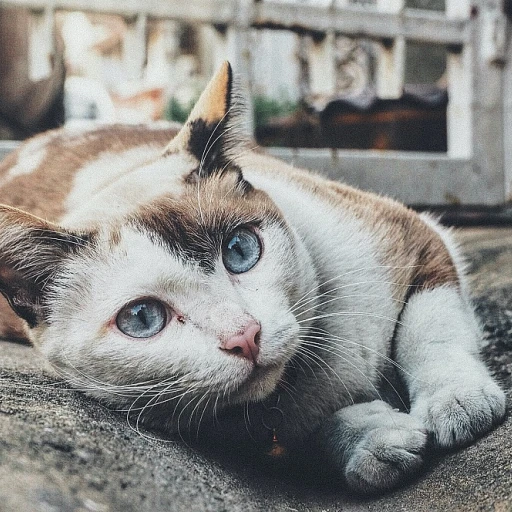 Exploring the Charm of Celestial-Inspired Jewelry for Cats