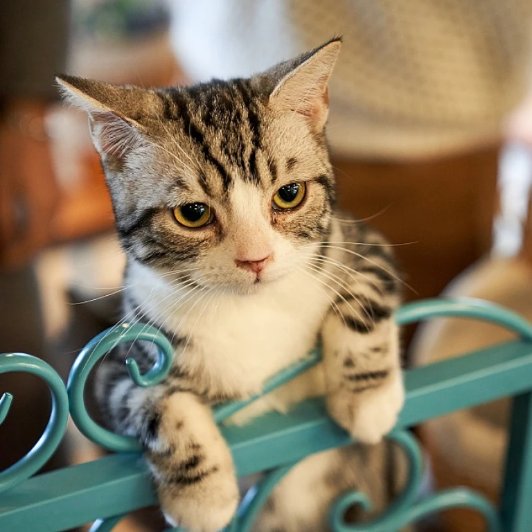 Enhance Your Cat's Style with Unique Connector Charms