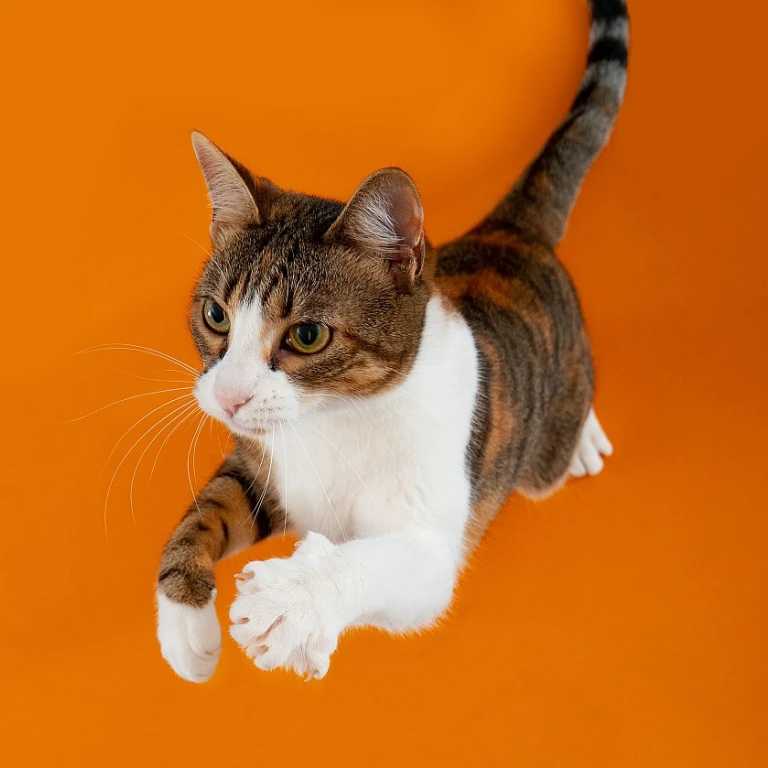 Exploring the World of Gold-Filled Earrings for Cat Lovers