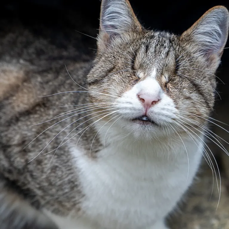 The Allure of Smoky Quartz in Cat Jewelry