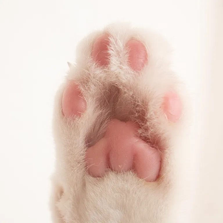 Embracing nature's beauty in cat jewelry: unique pieces for cat lovers