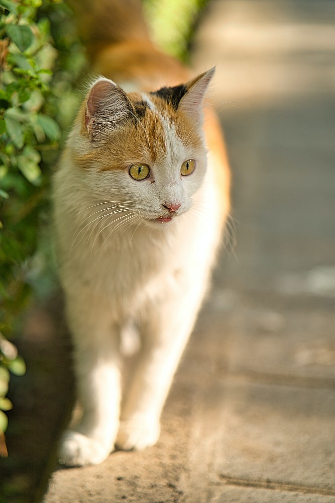 Elegant and hilarious cat shirts that make every cat lover smile